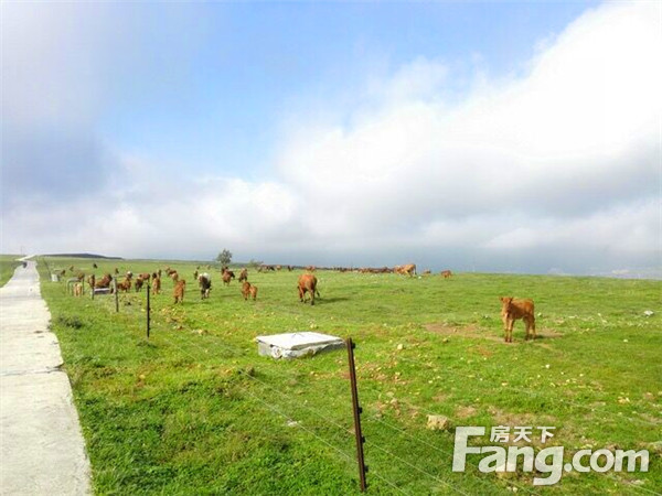 放马坪位于兴仁县下山镇,距县城24公里,这里风光旖旎,有天然草场21000