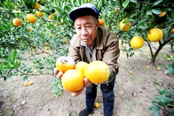 湘西滞销橙子找"婆家" 千万斤脐橙急盼买主