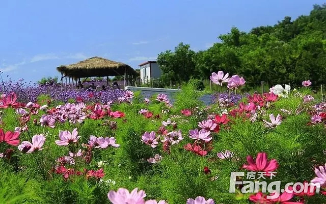 花海避暑游玩攻略,花海避暑游玩攻略大全