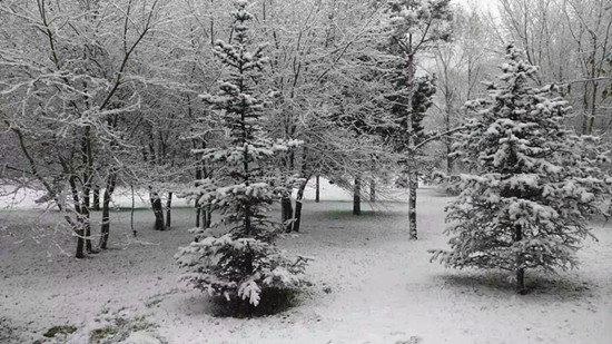 东北的大雪