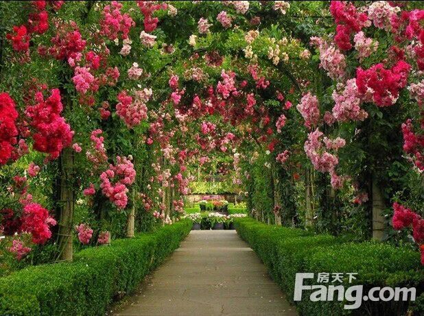 鲁信随珠花园园林中玫瑰长廊示意图